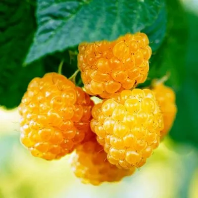 Малина МЕДОВАЯ в Нижнем Новгороде