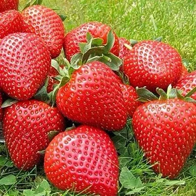 Клубника ЭЛИАНЕ  Клубника ЭЛИАНЕ в Нижнем Новгороде