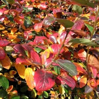 Кизильник блестящий в Нижнем Новгороде