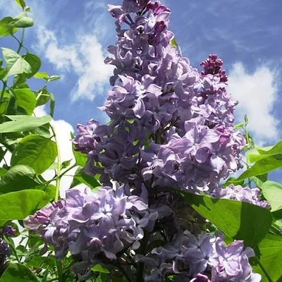 Сирень КРЫЛЬЯ НАДЕЖДЫ  Сирень КРЫЛЬЯ НАДЕЖДЫ в Нижнем Новгороде