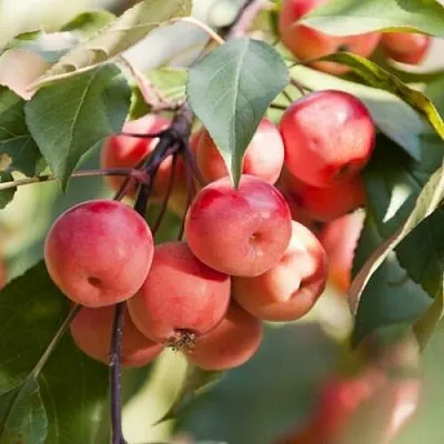 Яблоня ВИШНЕПЛОДНАЯ декоративная  Яблоня ВИШНЕПЛОДНАЯ декоративная в Нижнем Новгороде