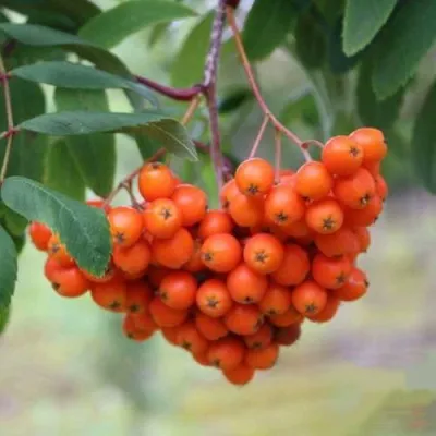 Рябина ВЕФЕД сладкоплодная — описание сорта Рябина ВЕФЕД сладкоплодная в Нижнем Новгороде