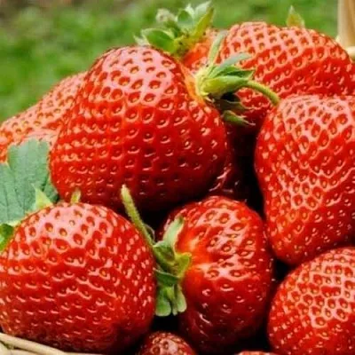 Клубника ФЛОРЕНС  Клубника ФЛОРЕНС в Нижнем Новгороде