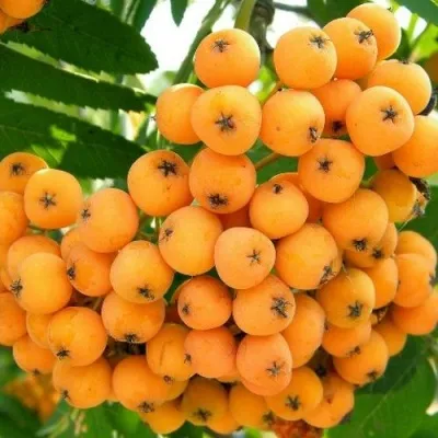 Рябина НЕВЕЖИНСКАЯ ЖЕЛТАЯ сладкоплодная — описание сорта Рябина НЕВЕЖИНСКАЯ ЖЕЛТАЯ сладкоплодная в Нижнем Новгороде