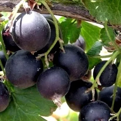 ЙОШТА — описание сорта ЙОШТА в Нижнем Новгороде