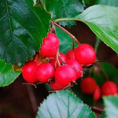 Боярышник ЛЮДМИЛ  Боярышник ЛЮДМИЛ в Нижнем Новгороде