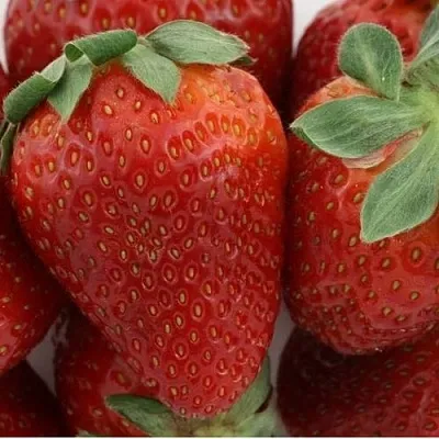 Клубника ФЛАМИНИЯ  Клубника ФЛАМИНИЯ в Нижнем Новгороде