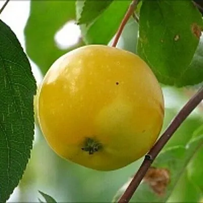 Яблоня КИТАЙКА ЖЁЛТАЯ колонновидная  Яблоня КИТАЙКА ЖЁЛТАЯ колонновидная в Нижнем Новгороде