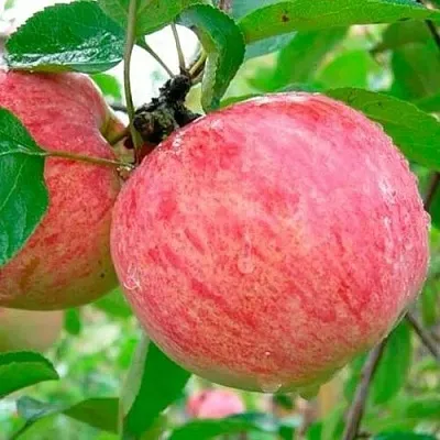 Яблоня КОРИЧНОЕ ПОЛОСАТОЕ  Яблоня КОРИЧНОЕ ПОЛОСАТОЕ в Нижнем Новгороде