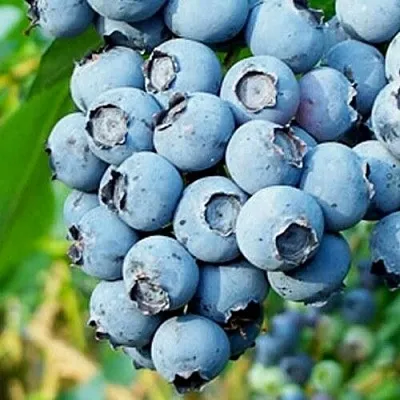 Голубика БРИГИТТА БЛЮ  Голубика БРИГИТТА БЛЮ в Нижнем Новгороде