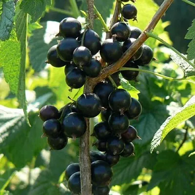 Смородина черная ВОЛОГДА  Смородина черная ВОЛОГДА в Нижнем Новгороде