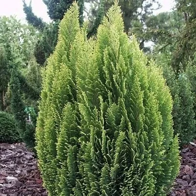 Кипарисовик ЭЛВУДИ ЭМПАЙР лавсана  Кипарисовик ЭЛВУДИ ЭМПАЙР лавсана в Нижнем Новгороде