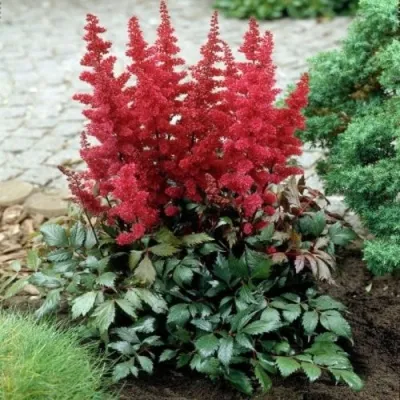 Астильба МОНТГОМЕРИ японская в Нижнем Новгороде