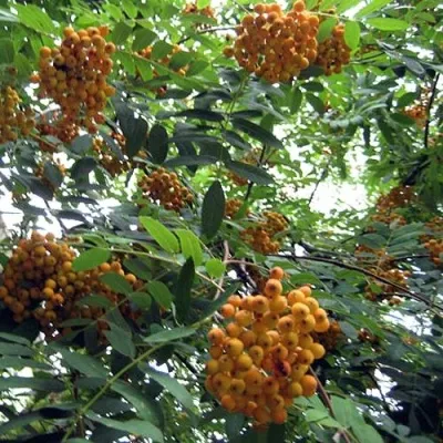 Рябина НЕВЕЖИНСКАЯ ЖЕЛТАЯ сладкоплодная — описание сорта Рябина НЕВЕЖИНСКАЯ ЖЕЛТАЯ сладкоплодная в Нижнем Новгороде