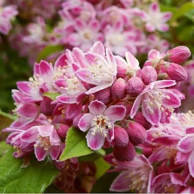 Дейция СТРОБЕРРИ ФИЛДС   Дейция СТРОБЕРРИ ФИЛДС  в Нижнем Новгороде