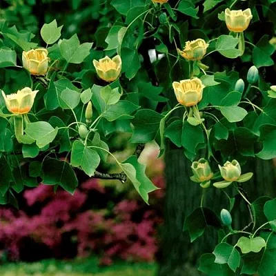 Лириодендрон   Лириодендрон  в Нижнем Новгороде