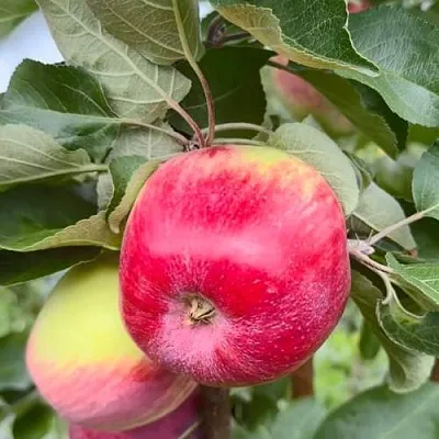 Яблоня АРБАТ колонновидная  Яблоня АРБАТ колонновидная в Нижнем Новгороде