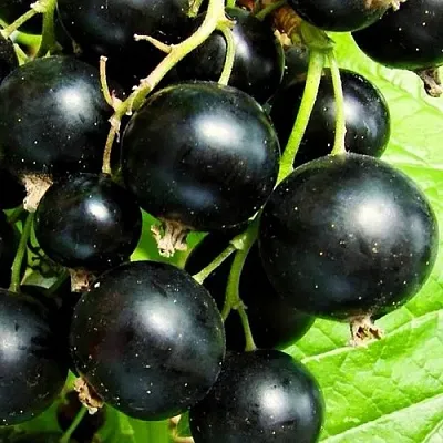 Смородина черная ДАЧНИЦА  Смородина черная ДАЧНИЦА в Нижнем Новгороде