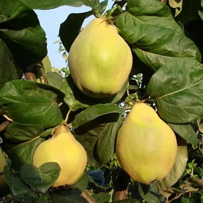 саженцы айвы саженцы айвы