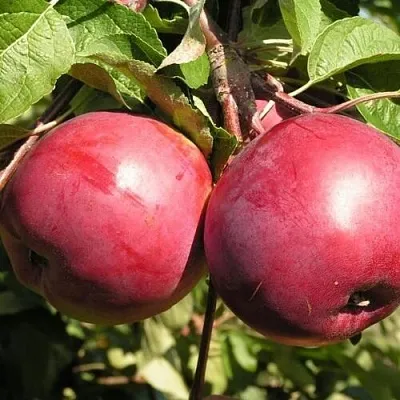 Яблоня ДАРУНАК  Яблоня ДАРУНАК в Нижнем Новгороде