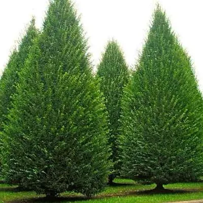 Граб  в Нижнем Новгороде