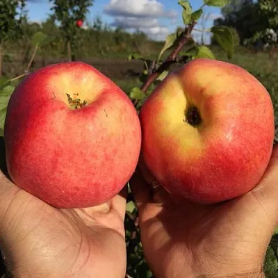 Яблоня КОВРОВОЕ стелющаяся  Яблоня КОВРОВОЕ стелющаяся в Нижнем Новгороде