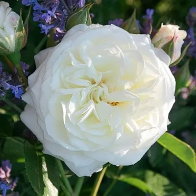 Саженцы роз АЛАБАСТЕР флорибунда  Саженцы роз АЛАБАСТЕР флорибунда в Нижнем Новгороде