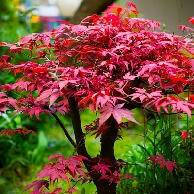 Клен дланевидный АТРОПУРПУРЕУМ в Нижнем Новгороде