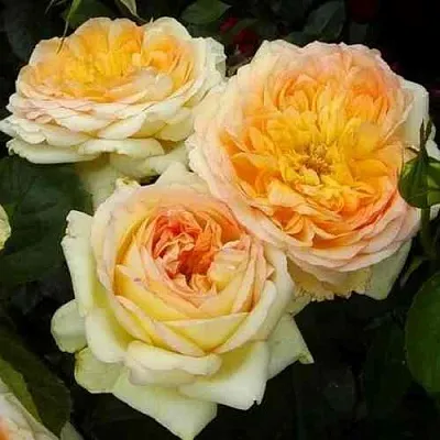 Саженцы роз АЛЬФОНС ДОДЕ чайно-гибридная  Саженцы роз АЛЬФОНС ДОДЕ чайно-гибридная в Нижнем Новгороде