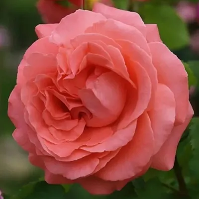 Саженцы роз ДИДИ БРИДЖУОТЕР плетистая  Саженцы роз ДИДИ БРИДЖУОТЕР плетистая в Нижнем Новгороде