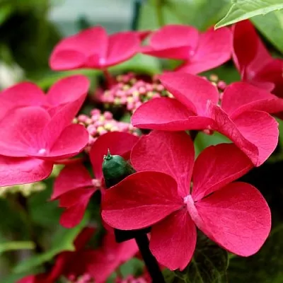 Гортензия РОТШВАНЦ крупнолистная в Нижнем Новгороде