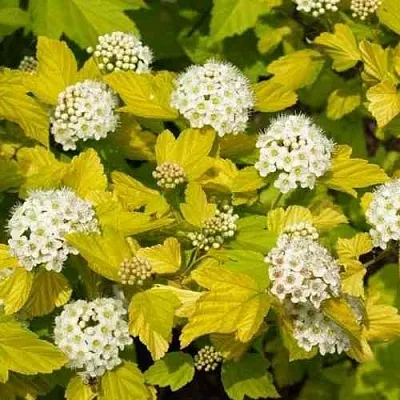 Пузыреплодник ДАРТС ГОЛД  Пузыреплодник ДАРТС ГОЛД в Нижнем Новгороде