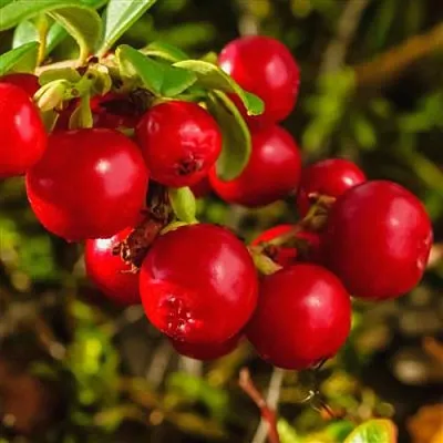 Брусника в Нижнем Новгороде