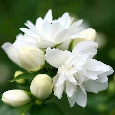 Жасмин ШНЕЕШТРУМ  Жасмин ШНЕЕШТРУМ в Нижнем Новгороде