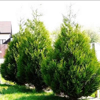 Туя АТРОВИРЕНС складчатая  Туя АТРОВИРЕНС складчатая в Нижнем Новгороде