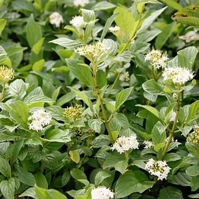 Дерен ФЛАВИРАМЕА отпрысковый   Дерен ФЛАВИРАМЕА отпрысковый  в Нижнем Новгороде