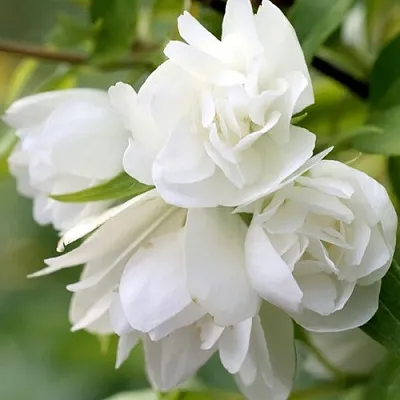 Жасмин МАНТО Д’ЭРМИН  Жасмин МАНТО Д’ЭРМИН в Нижнем Новгороде