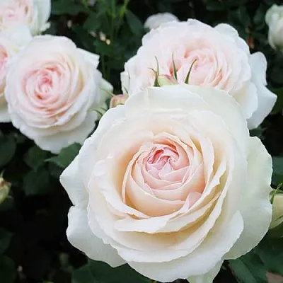 Саженцы роз ПАЛЕ РОЯЛЬ плетистая  Саженцы роз ПАЛЕ РОЯЛЬ плетистая в Нижнем Новгороде