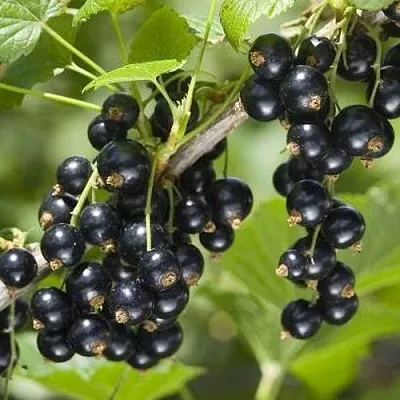 Смородина чёрная ВОЛШЕБНИЦА  Смородина чёрная ВОЛШЕБНИЦА в Нижнем Новгороде