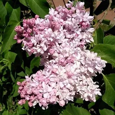 Сирень МИЛОСЕРДИЕ  Сирень МИЛОСЕРДИЕ в Нижнем Новгороде