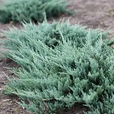 Можжевельник БЛЮ ЧИП горизонтальный  Можжевельник БЛЮ ЧИП горизонтальный в Нижнем Новгороде