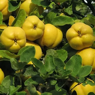 Цидония  Цидония в Нижнем Новгороде