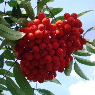 Рябина САХАРНАЯ ПЕТРОВА сладкоплодная — описание сорта Рябина САХАРНАЯ ПЕТРОВА сладкоплодная в Нижнем Новгороде