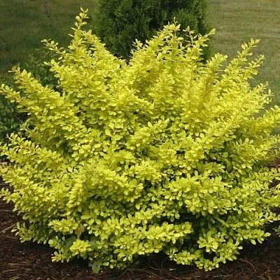 Барбарис АУРЕА тунберга  Барбарис АУРЕА тунберга в Нижнем Новгороде