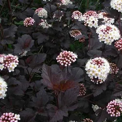 Пузыреплодник ДИАБЛО  Пузыреплодник ДИАБЛО в Нижнем Новгороде