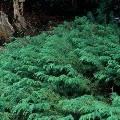 Микробиота  Микробиота в Нижнем Новгороде