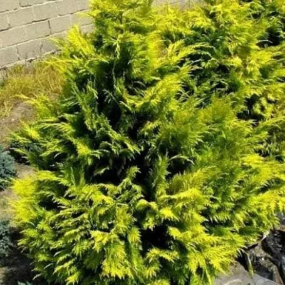 Кипарисовик ГОЛДЕН ВОНДЕР лавсона  Кипарисовик ГОЛДЕН ВОНДЕР лавсона в Нижнем Новгороде