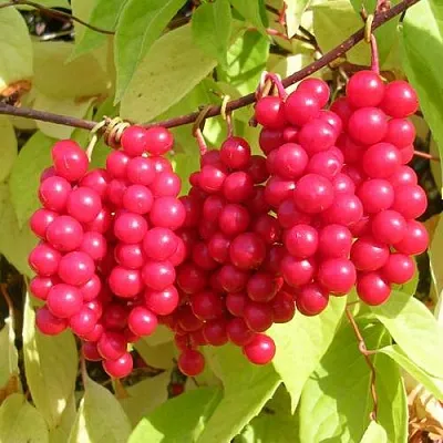 Лимонник ПЕРВЕНЕЦ китайский  Лимонник ПЕРВЕНЕЦ китайский в Нижнем Новгороде