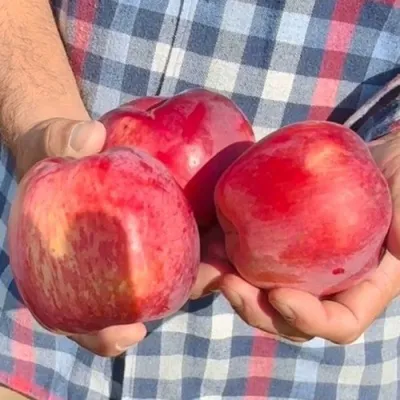 Яблоня ПАМЯТЬ КОВАЛЕНКО в Нижнем Новгороде