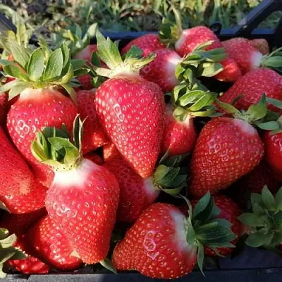 Клубника ЛЮЧИЯ  Клубника ЛЮЧИЯ в Нижнем Новгороде